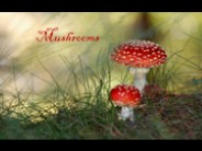 Mushrooms (Hy-Van)