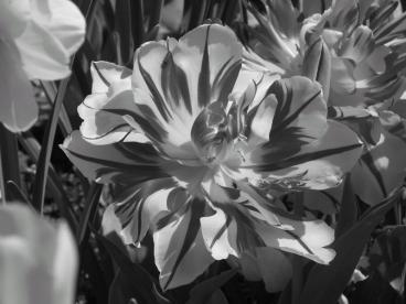 Black&White to Color- Wild Tulip