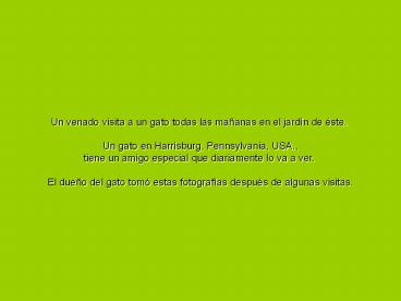 Parejas en el mundo animal