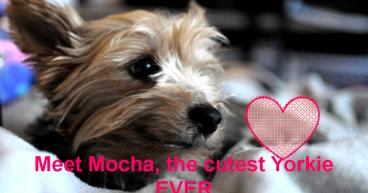 Mocha, the Cutest Yorkie Ever