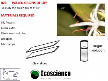 023	POLLEN GRAINS OF LILY