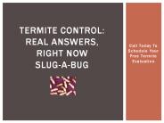 Termite Control: Real Answers, Right Now - Slug-a-Bug