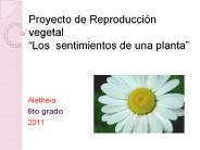 Sentimientos de las plantas