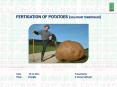 fertigation of potatoes PowerPoint PPT Presentation