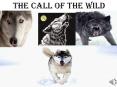 Call of the Wild PowerPoint PPT Presentation