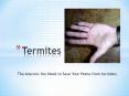 Termites - The Answers You Need to Save Your Home from termites PowerPoint PPT Presentation