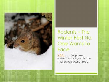Rodents - The Winter Pest No One Wants To Face