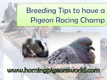 Breeding Tips to have a Racing Pigeon Champ