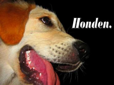 Honden