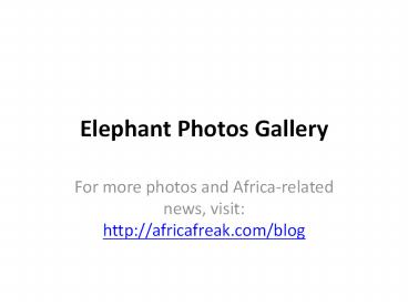Elephant Photos Gallery