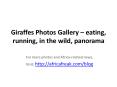 Photos of giraffes to download for free PowerPoint PPT Presentation
