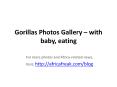Photos of gorilla to download for free PowerPoint PPT Presentation