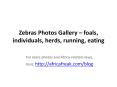 Photos of zebra to download for free PowerPoint PPT Presentation
