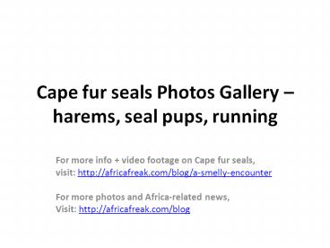 Photos of Cape fur seals to download for free