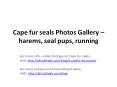 Photos of Cape fur seals to download for free PowerPoint PPT Presentation
