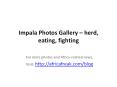 Impala photos to download for free PowerPoint PPT Presentation
