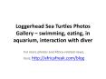 Photos of Loggerhead sea turtle to download for free PowerPoint PPT Presentation