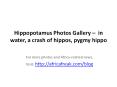 Photos of Hippopotamus (Hippo) to download for free PowerPoint PPT Presentation