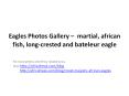 Photos of Eagles to download for free (martial, african fish, long-crested, bateleur) PowerPoint PPT Presentation