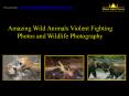 Watch Rarely Seen Wild Animals Violent Fighting Photos PowerPoint PPT Presentation