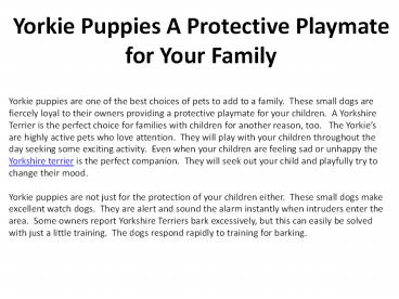 Yorkie Puppies A Protective Playmate for Your Family