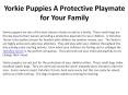 Yorkie Puppies A Protective Playmate for Your Family PowerPoint PPT Presentation