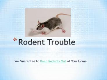 Rodent Problems – We Guarantee To Keep Rodents Out of Your Home