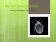 The Truth About Bed Bugs (1) PowerPoint PPT Presentation