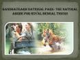 Bandhavgarh National Park- the natural abode for Royal Bengal Tigers