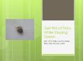 Get Rid of Ticks While Staying Green - Let YES help you to keep ticks out of your yard PowerPoint PPT Presentation