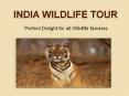 India Wildlife tour
