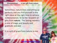 Phenonemon . . . a rare gift from nature