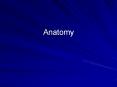 Anatomy Anatomy Study of the structure/form of the human PowerPoint PPT Presentation