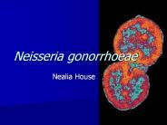 Neisseria gonorrhoeae