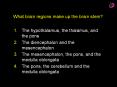What brain regions make up the brain stem? PowerPoint PPT Presentation
