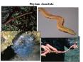 Phylum Annelida PowerPoint PPT Presentation