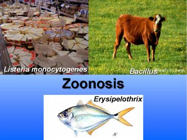 Zoonosis