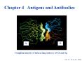 Chapter 4  Antigens and Antibodies PowerPoint PPT Presentation