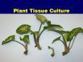 Plant Tissue Culture PowerPoint PPT Presentation