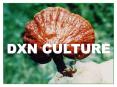 DXN CULTURE PowerPoint PPT Presentation