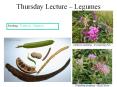 Thursday Lecture – Legumes PowerPoint PPT Presentation