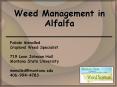 Weed Management in Alfalfa PowerPoint PPT Presentation