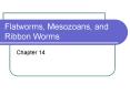 Flatworms, Mesozoans, and Ribbon Worms PowerPoint PPT Presentation
