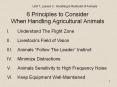 6 Principles to Consider When Handling Agricultural Animals PowerPoint PPT Presentation