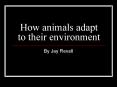 How animals adapt to their environment PowerPoint PPT Presentation