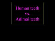 Human teeth vs. Animal teeth