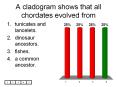 A cladogram shows that all chordates evolved from PowerPoint PPT Presentation