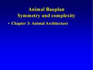 Animal Bauplan Symmetry and complexity