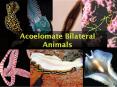Acoelomate Bilateral Animals PowerPoint PPT Presentation