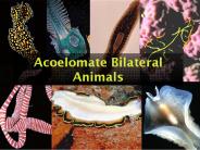 Acoelomate Bilateral Animals